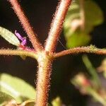 Cuphea viscosissima Schors