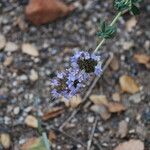 Salvia dorrii Flower