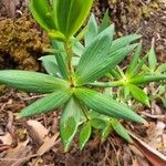 Leucopogon verticillatus Leaf