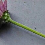 Zinnia elegans Ŝelo