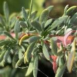 Eriogonum fasciculatum Blatt