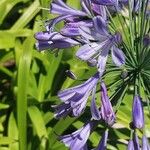 Agapanthus africanus Flower