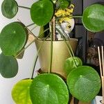 Pilea peperomioides Folha