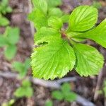 Crataegus punctata Hoja