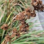 Libertia chilensis Blomst