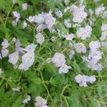 Phacelia bipinnatifida Flor