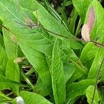 Knautia macedonica Leaf