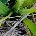 Hypoxis decumbens Frunză