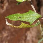 Melanthera nivea Ravina