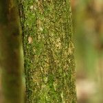 Dalbergiella welwitschii Corteza