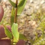 Grindelia lanceolata Φύλλο