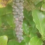 Garrya elliptica Fruit