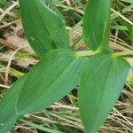 Polygonatum odoratum Ліст