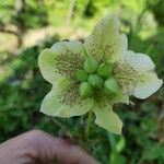 Helleborus viridis Fleur