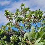 Salix laggeri Habitus