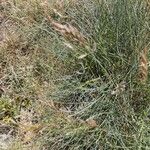 Festuca rubra Хабит