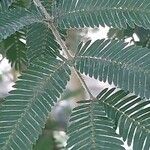 Calliandra tweediei Leaf