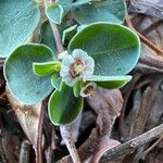 Euphorbia albomarginata Flower