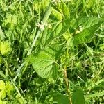 Fagopyrum tataricum Leaf