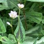 Persicaria chinensis Fleur