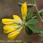 Genista monspessulana Máis