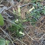 Silene douglasii Hábito