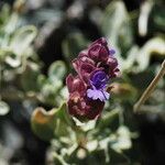 Salvia pachyphylla Habitus