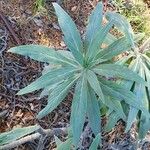 Echium candicans 葉