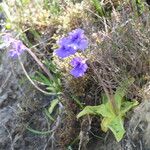 Pinguicula grandiflora Folha