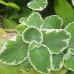 Plectranthus madagascariensis 叶