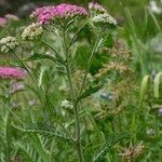 Achillea distans Otro