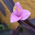 Tradescantia pallida Květ