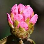 Rhododendron fulvum Blüte