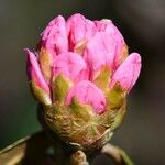 Rhododendron fulvum Květ