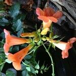 Campsis grandiflora Flower