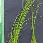 Eleocharis retroflexa अन्य