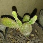 Opuntia microdasysLeaf