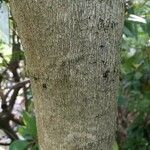 Acer cissifolium Bark