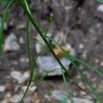 Iberis linifolia Likasa