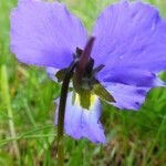 Viola calcarata Fiore