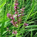 Lythrum salicaria অভ্যাস