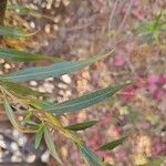 Baccharis salicifolia Leaf