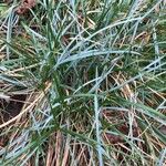 Sesleria caerulea Blad