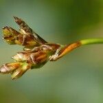 Carex ornithopoda Frutto