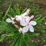 Nerium oleander फूल