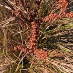 Penthorum sedoidesFlower