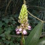 Himantoglossum robertianum Fleur