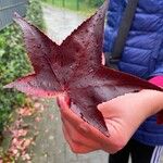 Liquidambar formosana Feuille