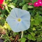 Ipomoea tricolor Flower
