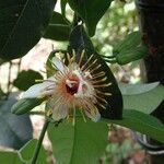 Passiflora pittieri ফুল